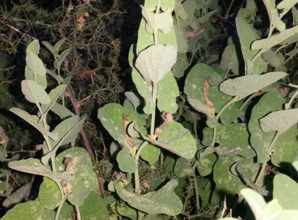 Aristolochia clusii  / Aristolochia di Clusius